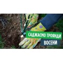 Саджанець троянди Чайно-гібридної "Вікторіан Класік" ((Victorian Classic))