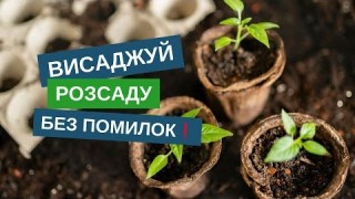 Висадка розсади перцю: секрети, тонкощі, лайфхаки!