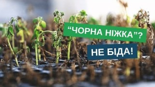 Чорна ніжка: як врятувати розсаду і не втратити врожай?