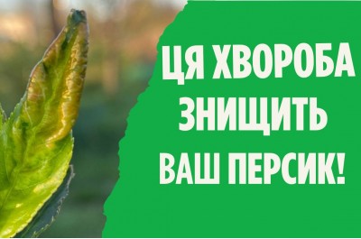 Боротьба з кучерявістю листя персика