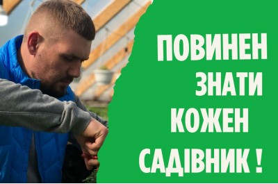 У чому різниця між сортом та гібридом