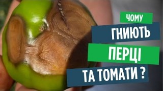 Рятуємо томати та перці від вершинної гнилі!